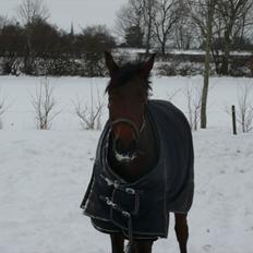Dansk Varmblod Håbets Romano