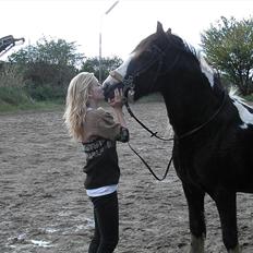 Irish Cob Ådalens Pocahontas