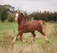 Welsh Cob (sec D) Kildegaards Columbus