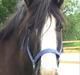 Irish Cob Felix of Ireland  Savnet..