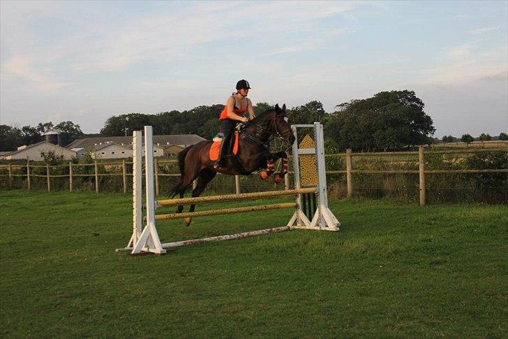 Fuldblod (XX) Valliang *Min stjerne* - Spring træning 25/8 2011  billede 10