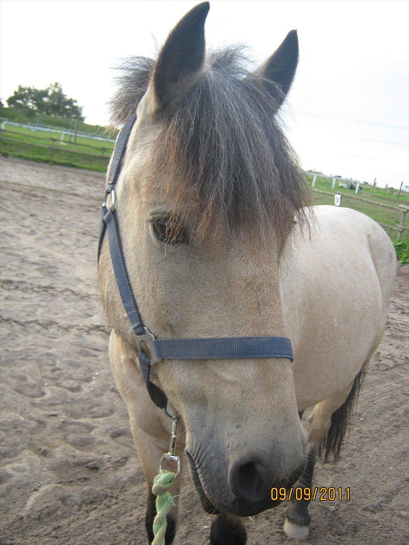 Anden særlig race Mikkel  - Lækker hest! <3 billede 7