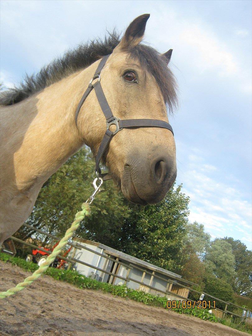 Anden særlig race Mikkel  - Hej smukke billede 16