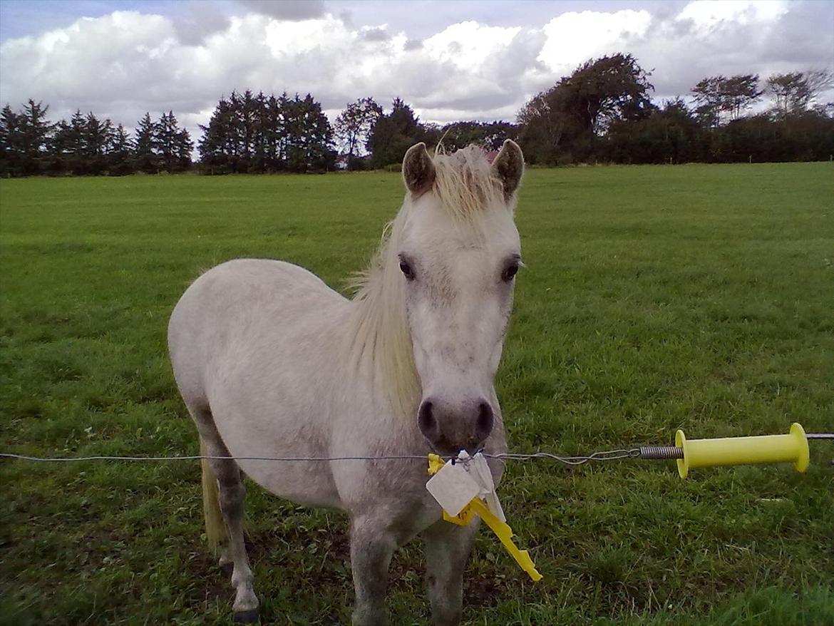 Welsh Pony (sec B) spirit  billede 19