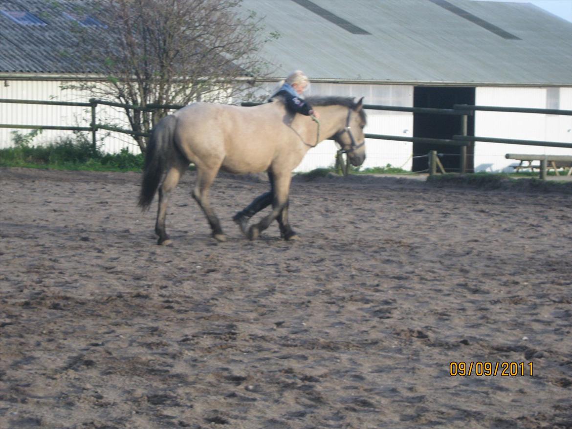Anden særlig race Mikkel  - Tillid! billede 17