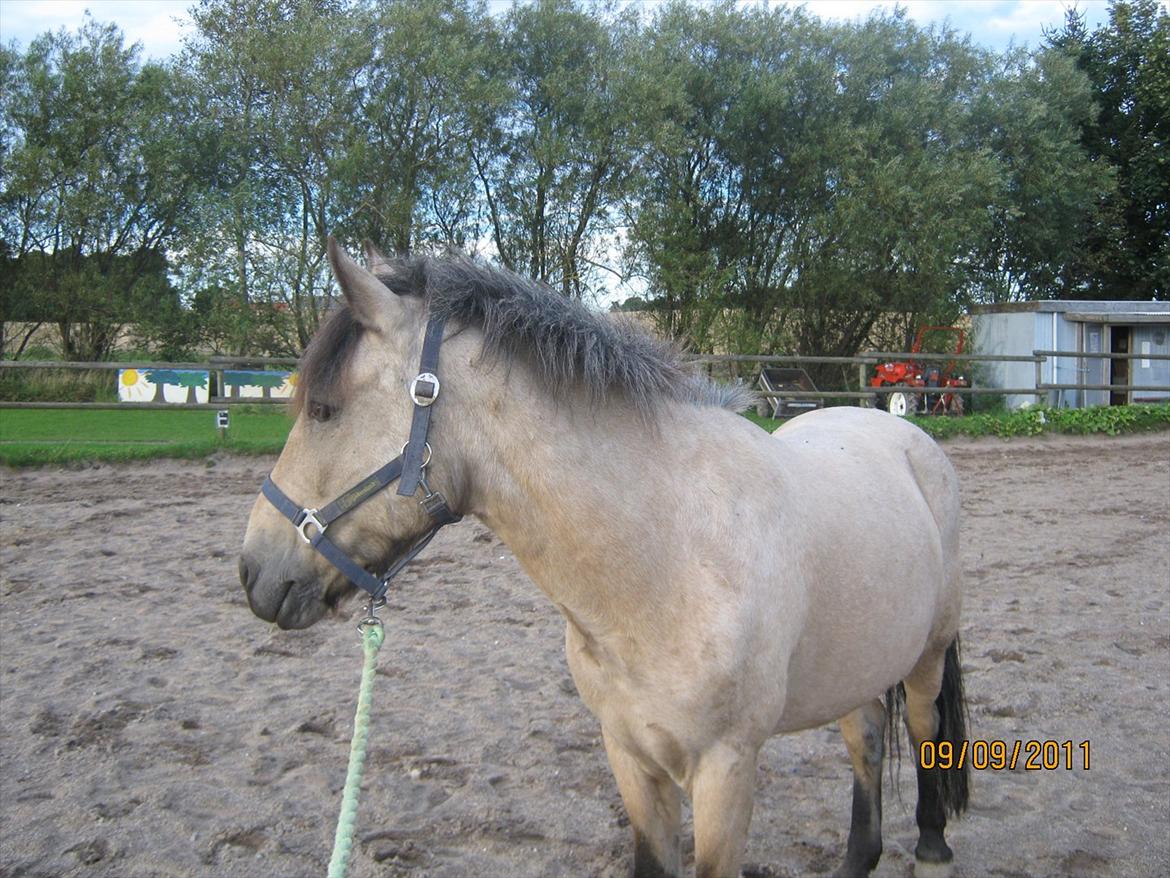 Anden særlig race Mikkel  - FLot fyr 20! 
 billede 18