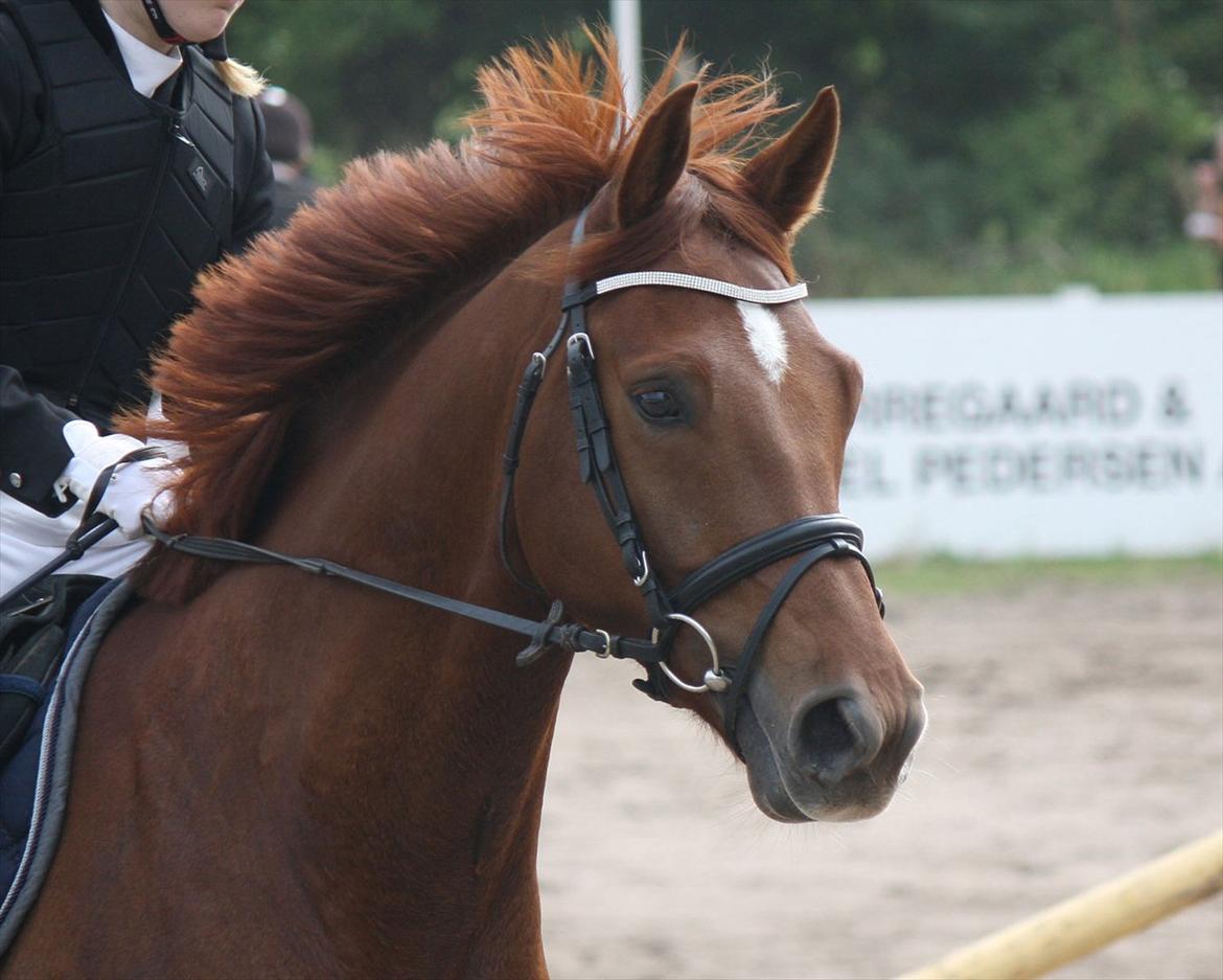 Dansk Varmblod Højlunds Kenzo<3 - VINDER AF NIBE CUP 2011!!!!<3 billede 20