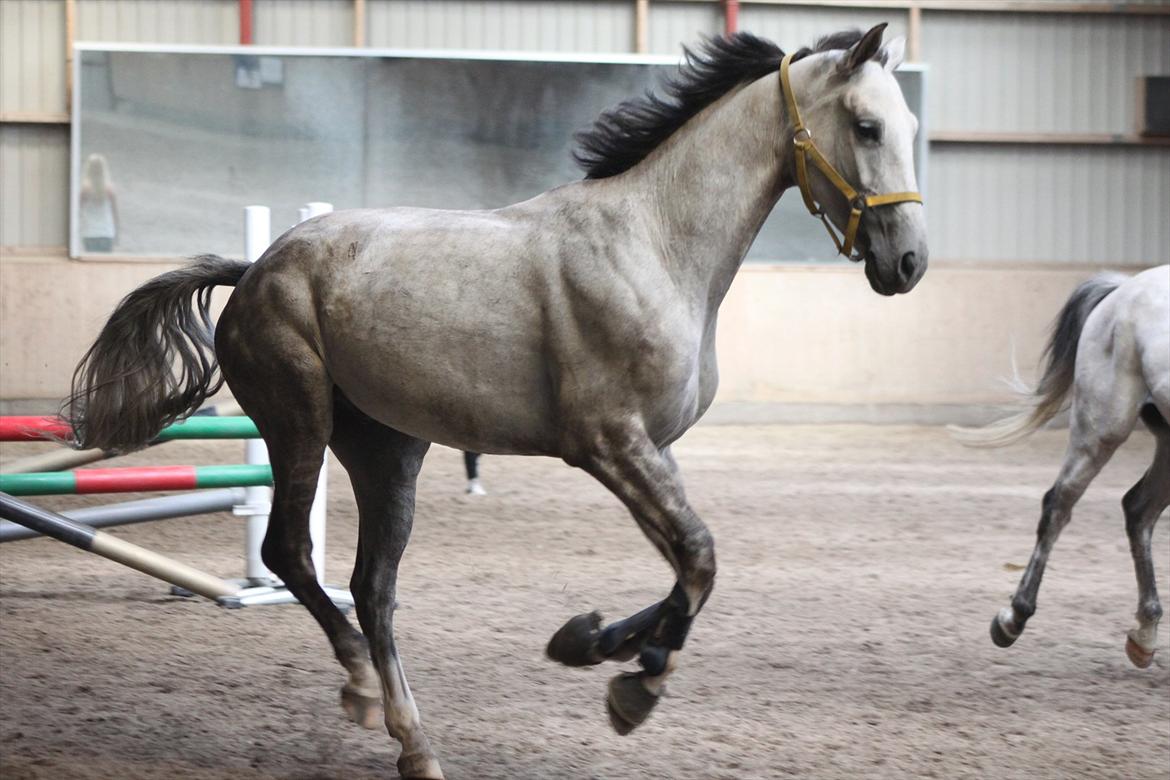 Hannoveraner Garantino 2000 - Tino løs i ridehuset med milano :D aka lillebror :D billede 11