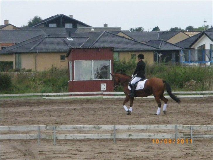 New Forest Beukenhof Iris - Nibe cup 2011 10-11 september ! billede 15