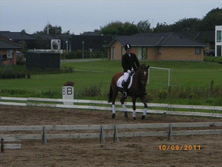 New Forest Beukenhof Iris - Nibe cup 2011 10-11 september ! billede 16