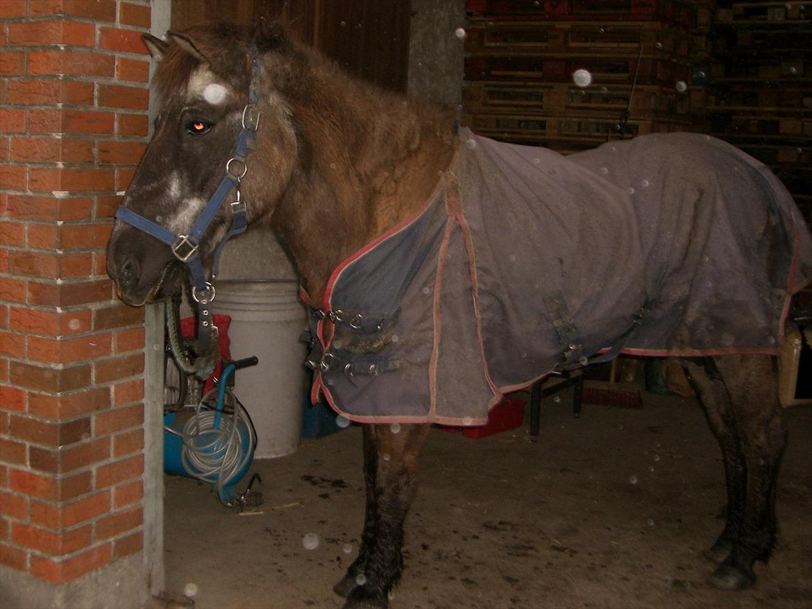 Islænder Siggi fra Ellekærgår *R.I.P. savnet*  - siggi på vej ud i regnen med sit "nye" regndækken :D billede 19