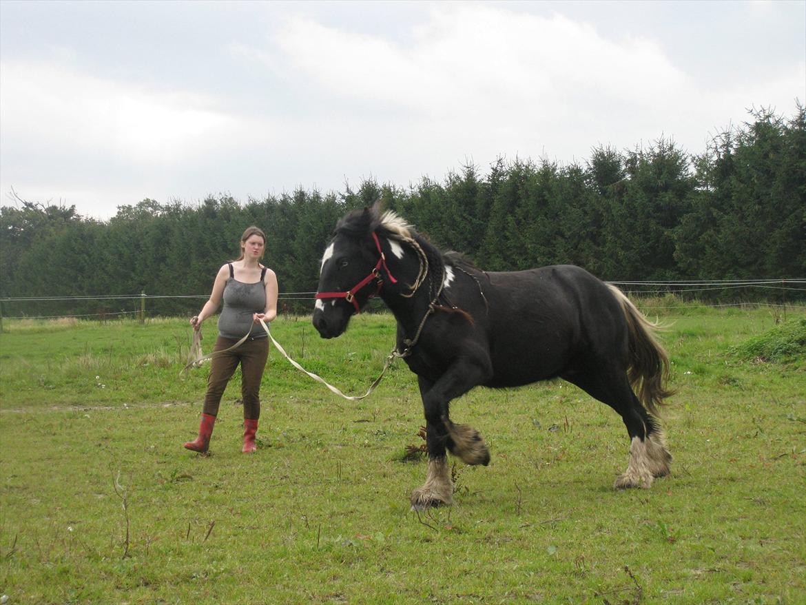 Irish Cob Sir Kalahan ( KALLE ) billede 17