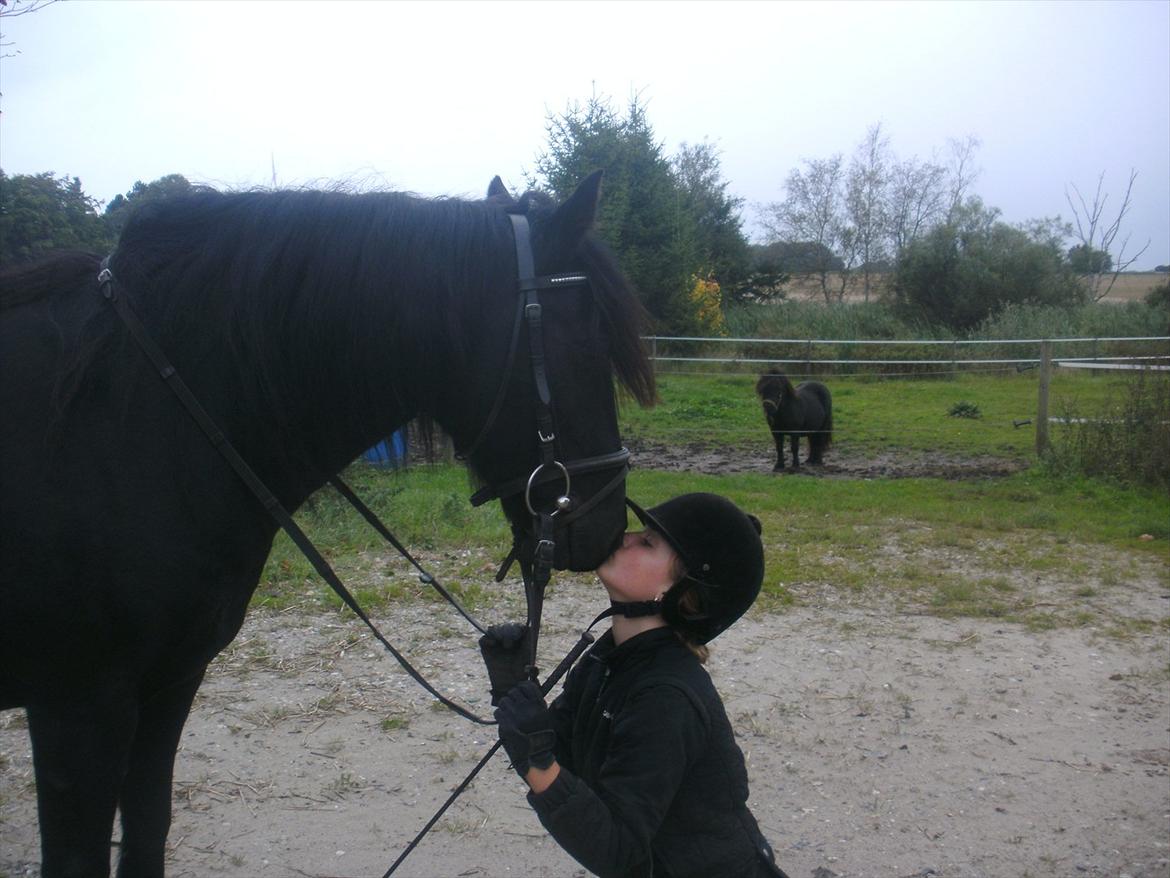 Welsh Cob (sec D) Chanel billede 6