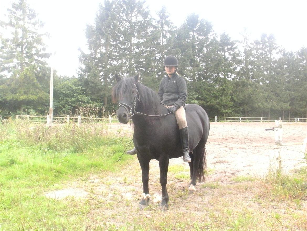 Welsh Cob (sec D) Chanel - <3 billede 9