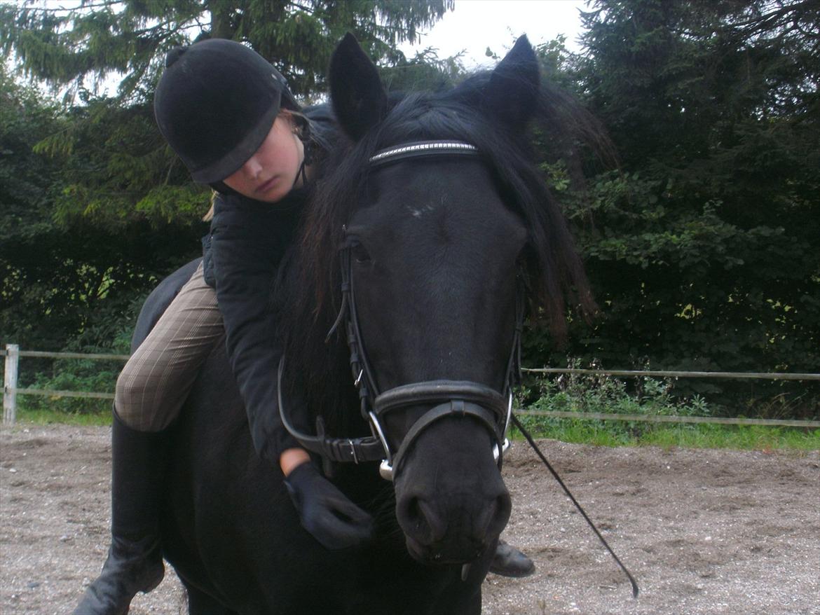 Welsh Cob (sec D) Chanel - Velkommen til Chanels profil<3
 billede 1