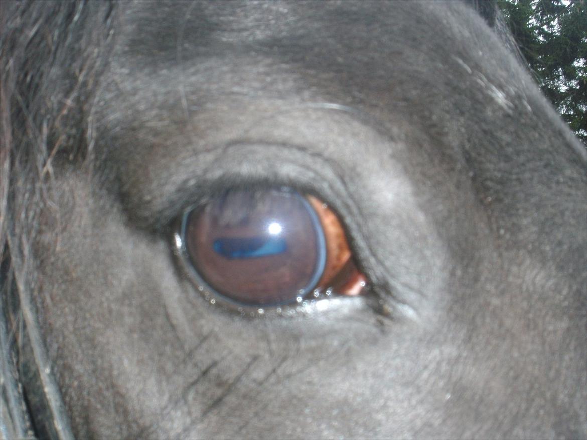 Welsh Cob (sec D) Chanel - Your eyes!<3 billede 11
