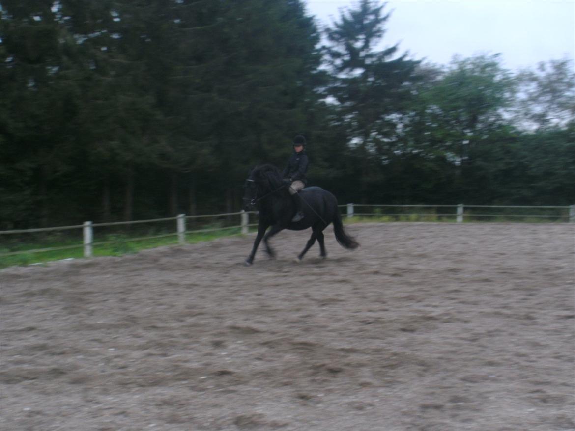 Welsh Cob (sec D) Chanel - <3 billede 3