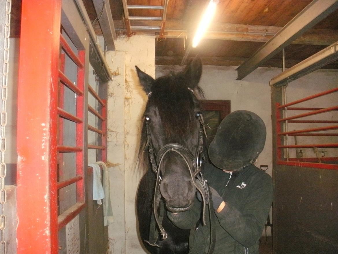 Welsh Cob (sec D) Chanel - Efter en dejlig dressur træning! billede 10