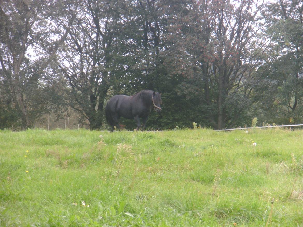 Welsh Cob (sec D) Chanel - Når hun er på vej over til sin moaaar:-** billede 16