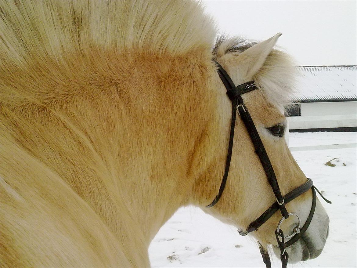 Fjordhest | Claudia - 3#
Vinter 2010 ^ ^, 
Foto: Miq! billede 3