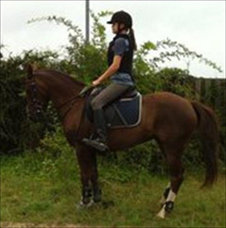 Hollandsk Sportspony Tøsen <33 billede 3