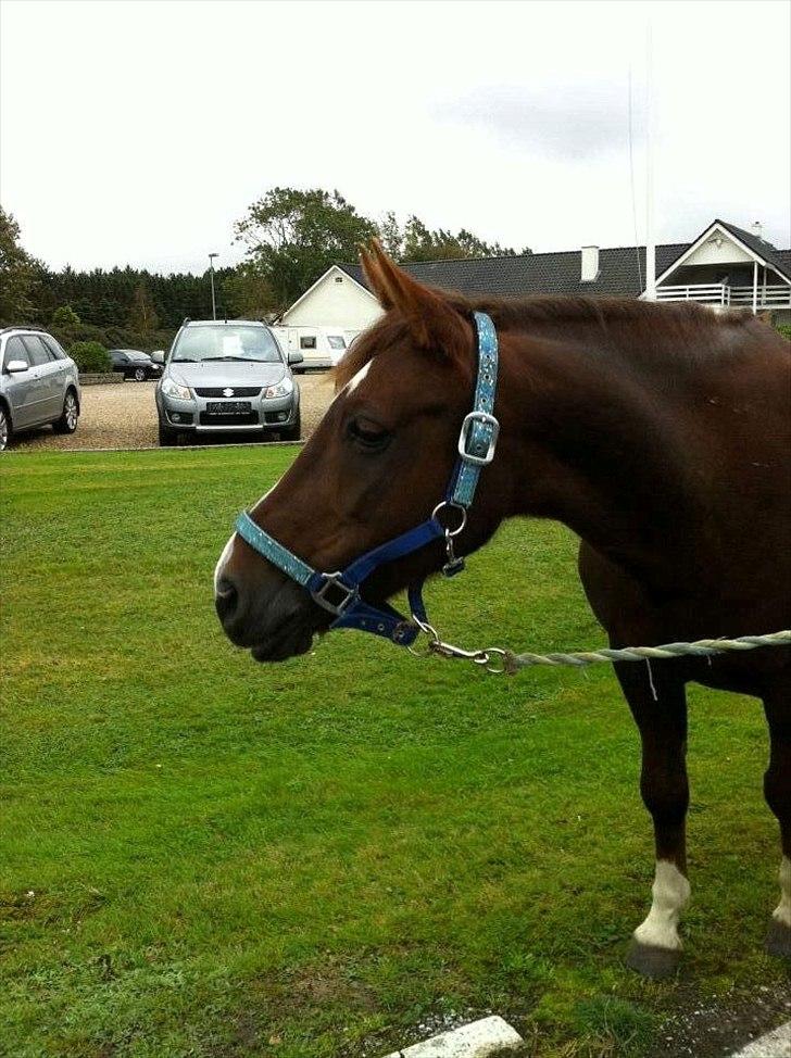 Hollandsk Sportspony Tøsen <33 - før vi skulle til stævne billede 4