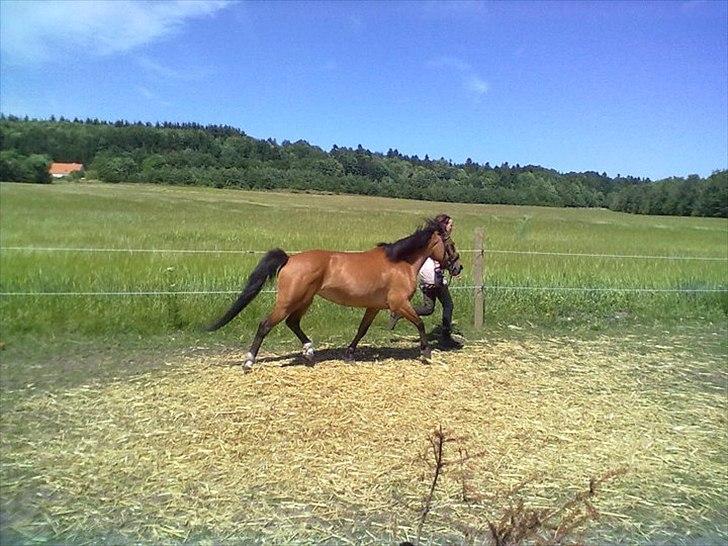 Anden særlig race Flicka. billede 2