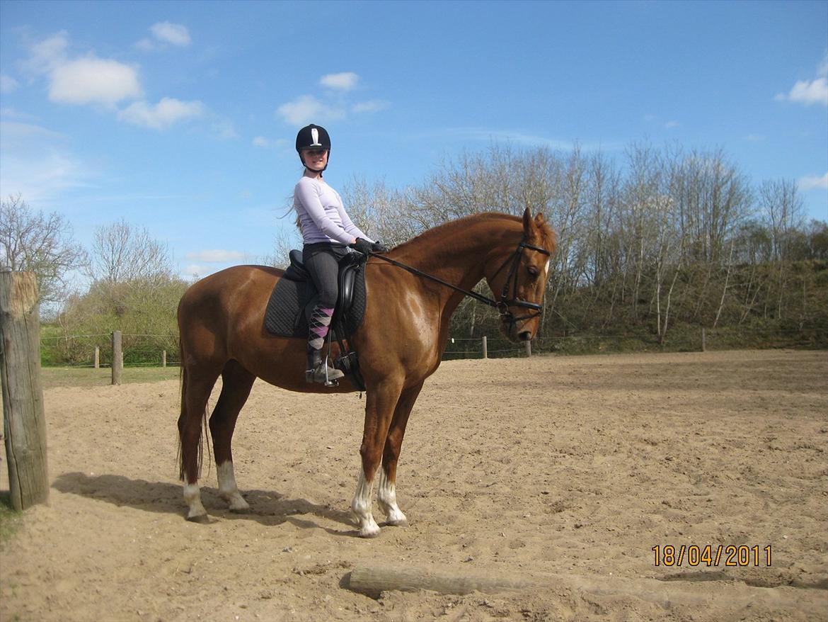 Dansk Varmblod Lamour / Standly billede 5