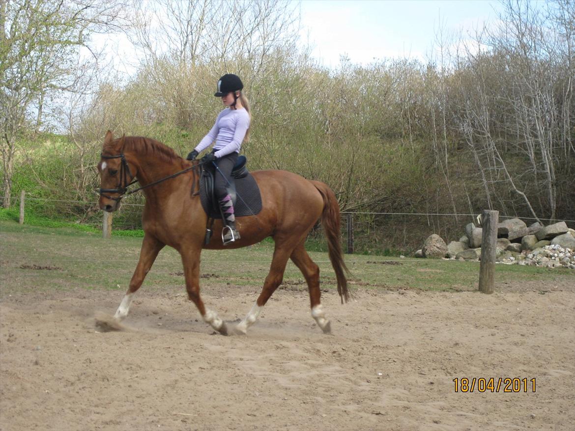 Dansk Varmblod Lamour / Standly billede 6