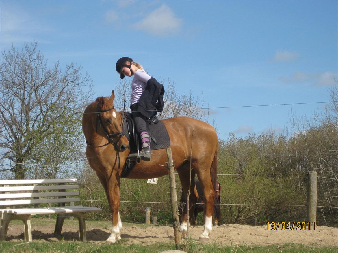 Dansk Varmblod Lamour / Standly billede 7