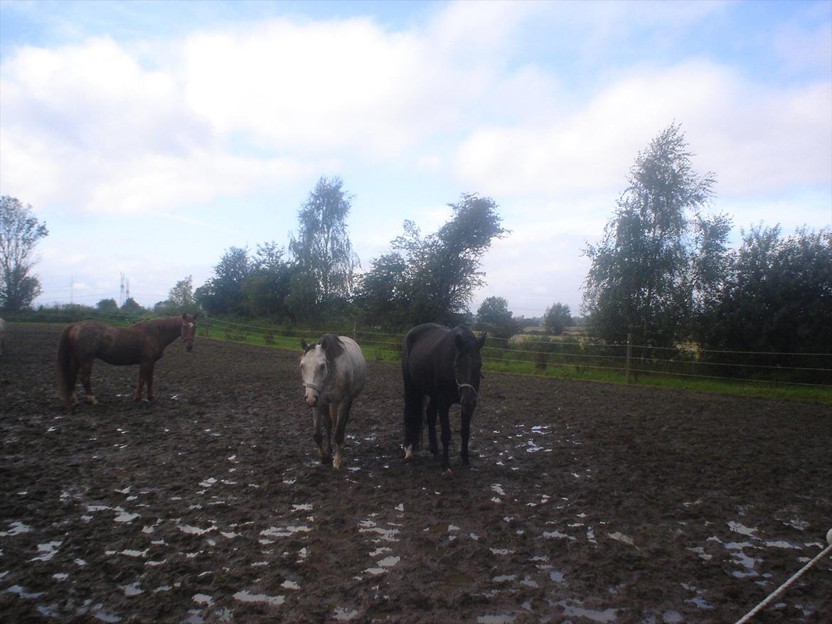 Dansk Varmblod Chanel - The neller mus <3 billede 15