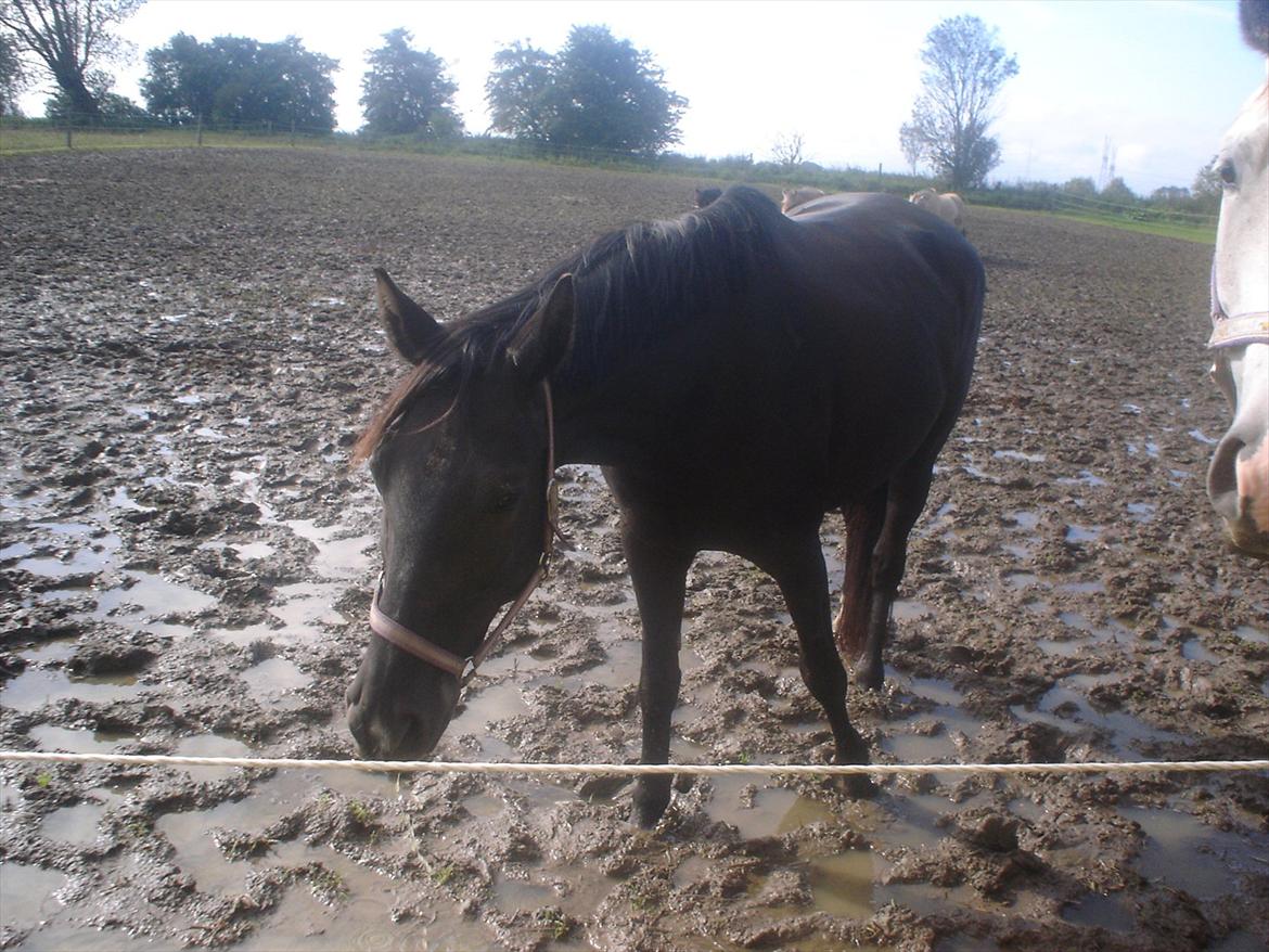 Dansk Varmblod Chanel - The neller mus <3 billede 16