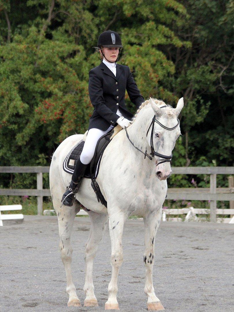Knabstrupper Gelsådalens Zorro - Foto: Leif Vienberg billede 6
