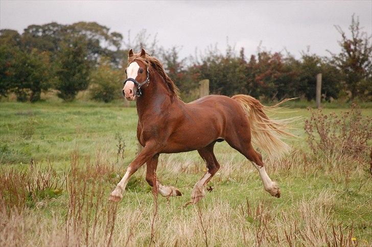 Welsh Cob (sec D) Kildegaards Columbus - Columbus 18 år på billede billede 1