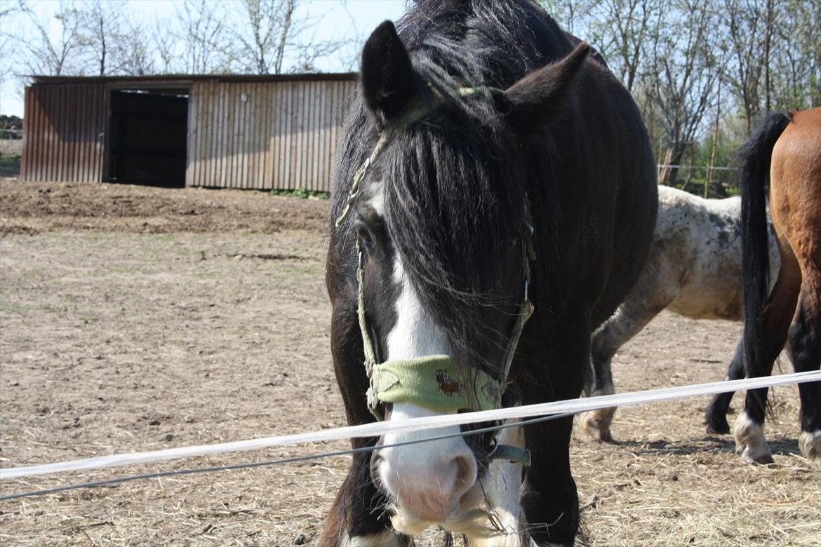 Irish Cob Finnuala Of Ireland - Verdens bedste hest Finnu. billede 1