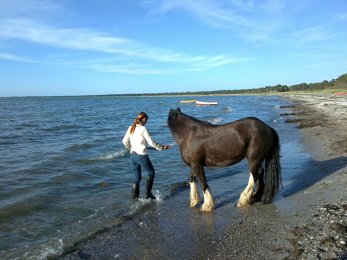 Irish Cob Finnuala Of Ireland - En tur i havet. billede 2