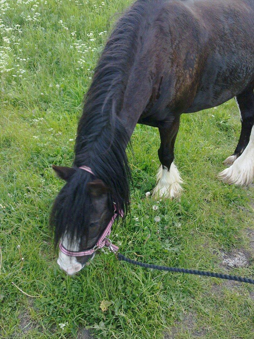 Irish Cob Finnuala Of Ireland - Smukke Finnuala billede 3