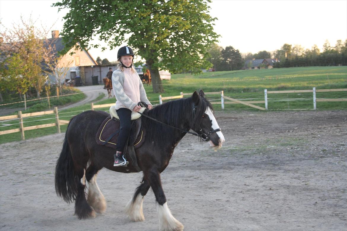 Irish Cob Finnuala Of Ireland - Finnuala og Olivia. billede 4