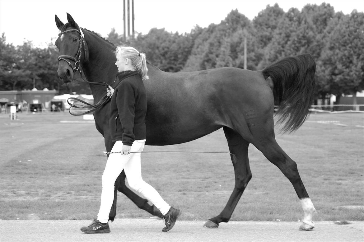 Dansk Varmblod Ajour - Pernille og Julles til St. Hestedag. :)
Foto: Sara Nielfeldt billede 13