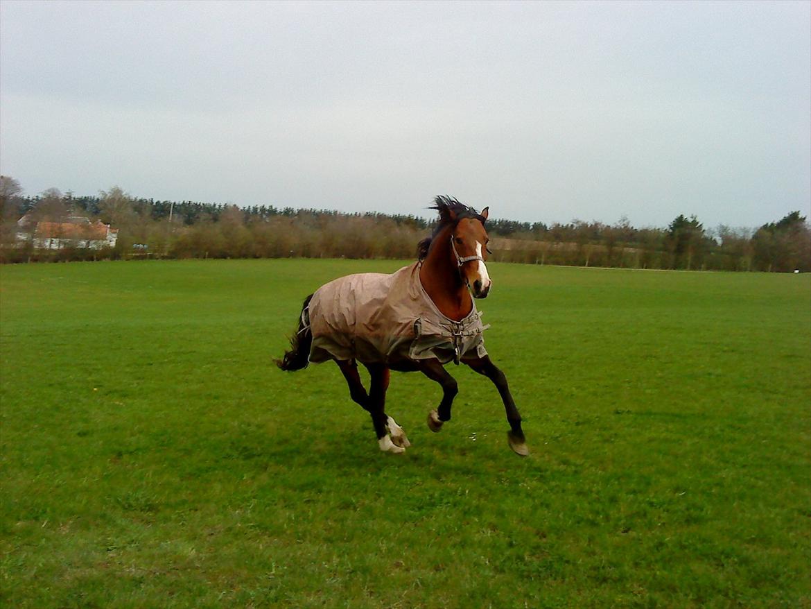 Dansk Varmblod <3  Bonnie <3 r.i.p - Min smukke pige.Savner dig )': <3 billede 2