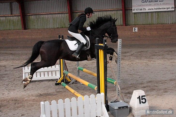 Dansk Varmblod Sazkibard S *My Soulmate* - Stævne d. 11.9.11 
60 cm.. 
Foto; KT Foto billede 8