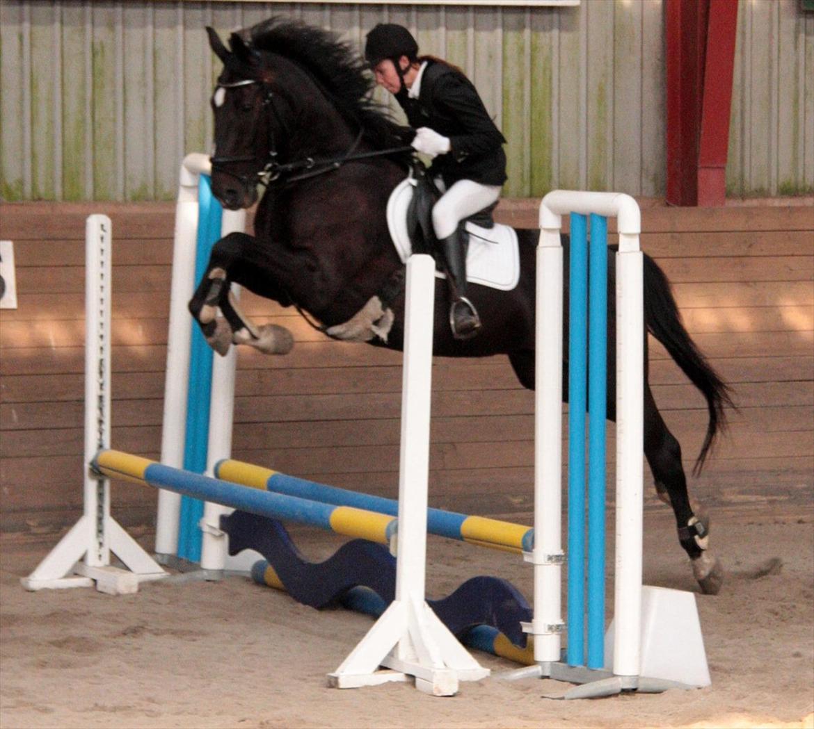 Dansk Varmblod Sazkibard S *My Soulmate* - Stævne d. 11.9.11 
60 cm.. 
Foto; KT Foto billede 10