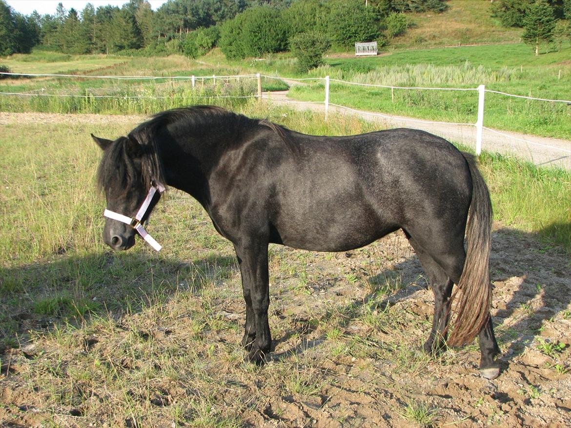 Dartmoor Babe´s Jamilla - rigelig tyk (juli 2011) billede 11