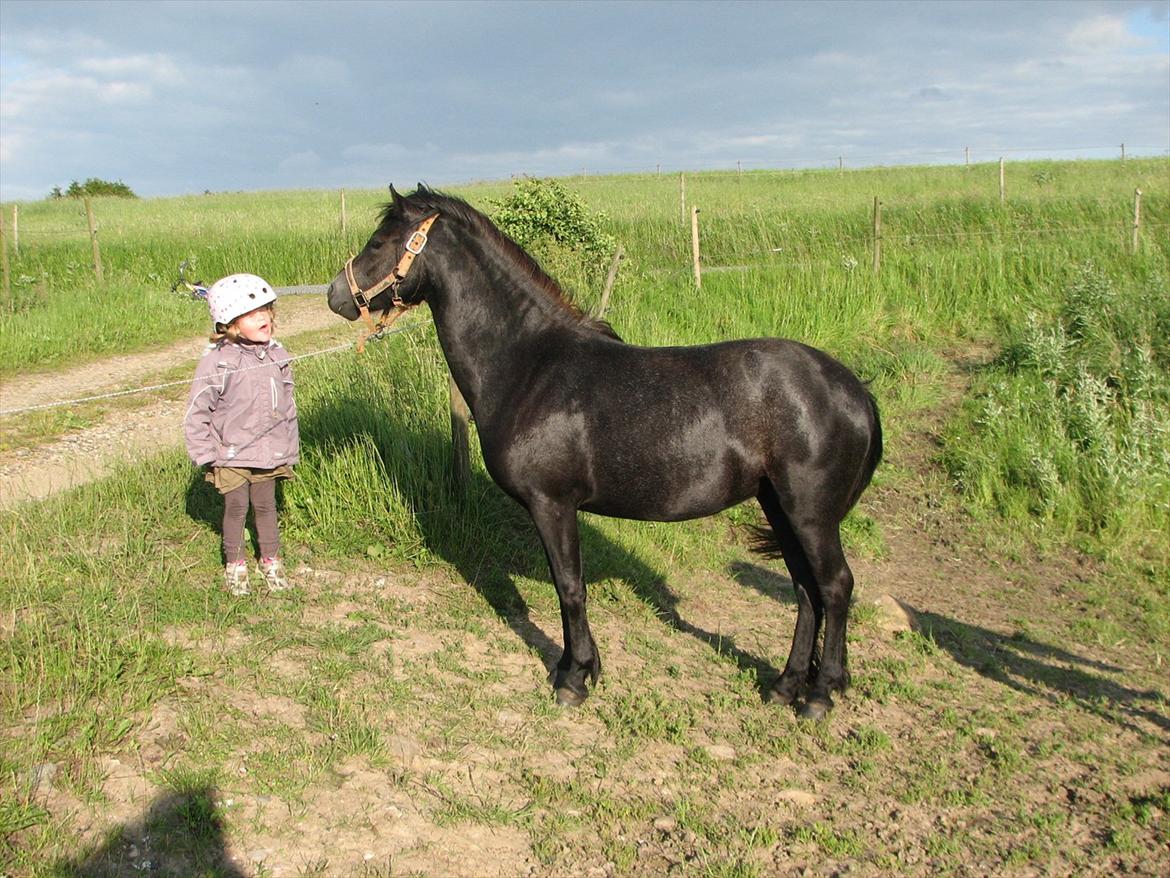 Dartmoor Babe´s Jamilla billede 13