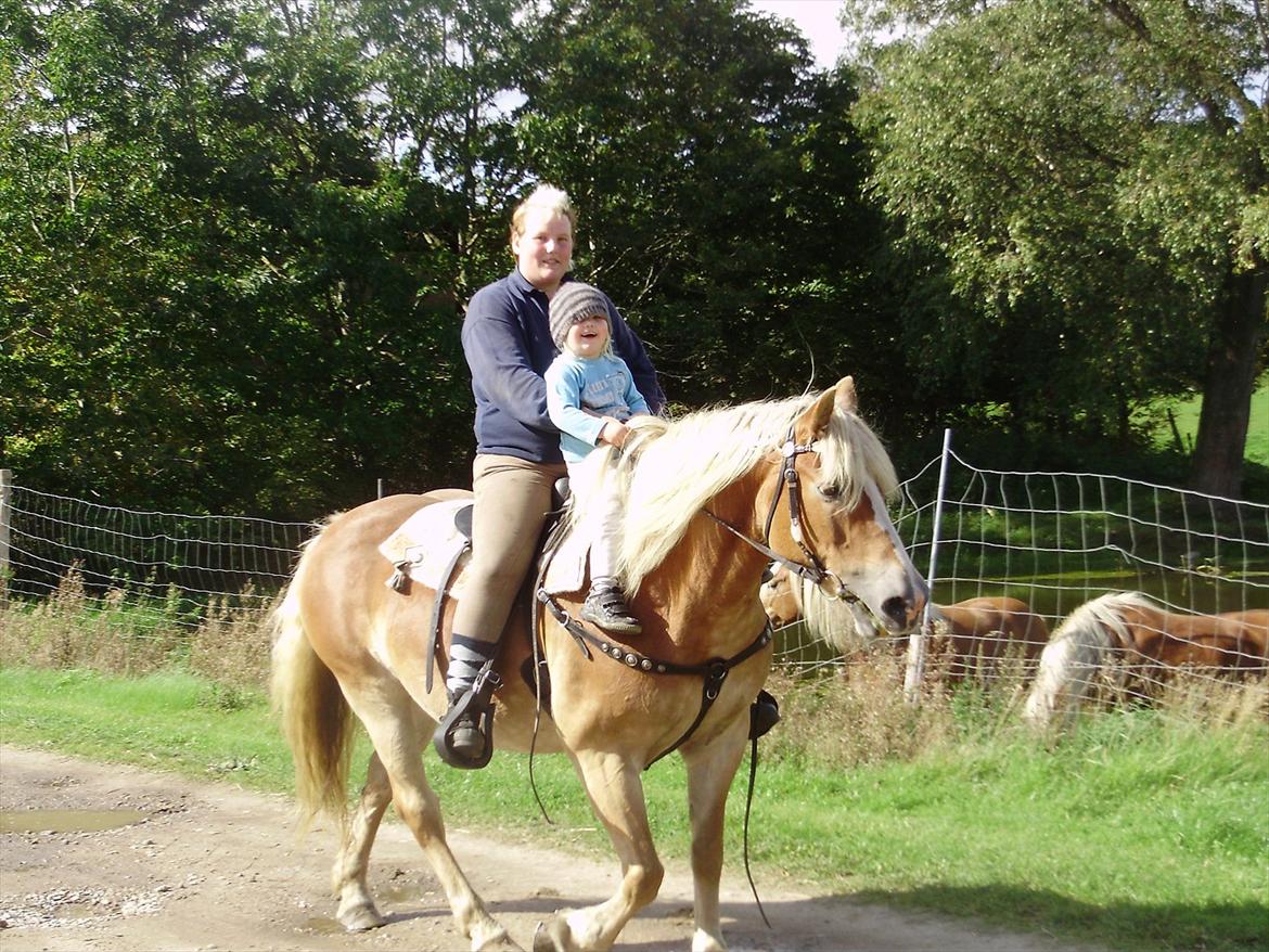 Haflinger Brombær solgt - brombær gir mine børn deres første ridetur:-) billede 6