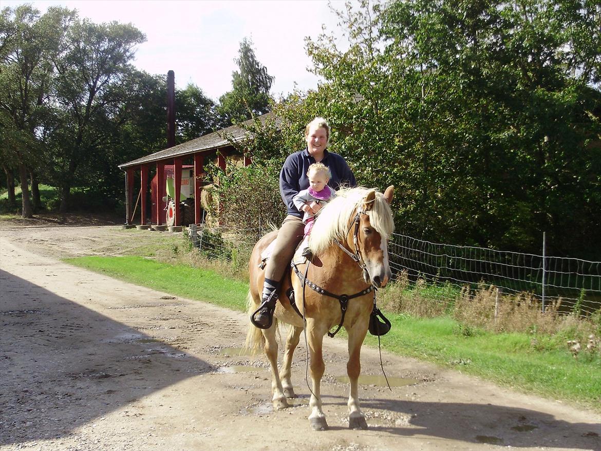 Haflinger Brombær solgt - brombær gir mine børn deres første ridetur:-) billede 7