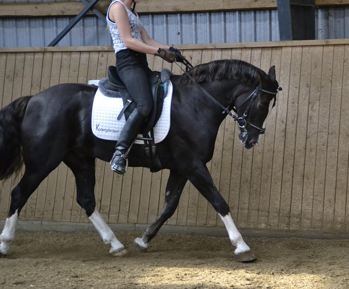 Welsh Cob (sec D) Morlyn River Dance Prince O'the Castel billede 15