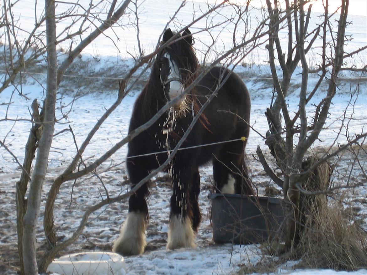 Irish Cob Finnuala Of Ireland - Finnuala en vinterdag. billede 6