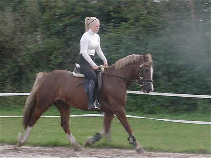 Welsh Cob (sec D) Dyrfal Rosebuds Last billede 5