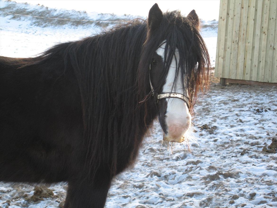 Irish Cob Finnuala Of Ireland - Hun ligner næsten en bjørn med alt det pels. billede 7